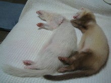 ベッドにて