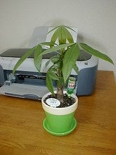 パキラ３