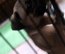 まだ生後2ヶ月です。