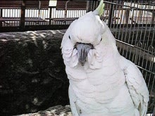 恐怖のキバタン