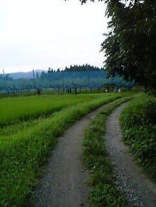 田舎の農道
