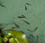 200505032
