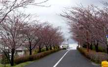 桜街道_ピンク色に