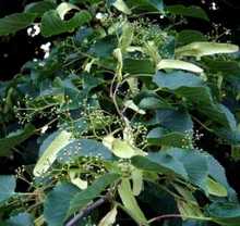 オオバボダイジュ（実）