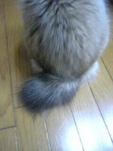 ネネしっぽ2