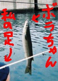 私のかわいぃボラちゃん♪