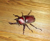 kabuto