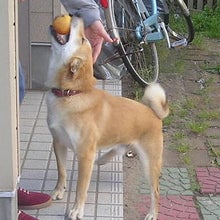 お気に入りの相手、その２