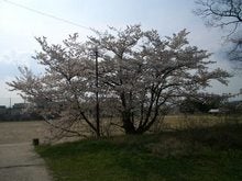 高校の桜