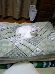 新しいお布団好きニャ