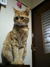 なな