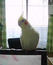 ＰＣマスコット