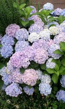 紫陽花