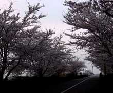 桜道_20050418