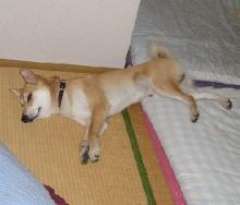 寝てるわけじゃないのだ・・