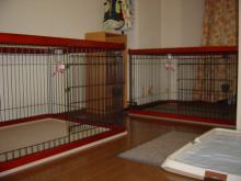 犬部屋