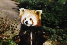 レッサーパンダ（一般的な）
