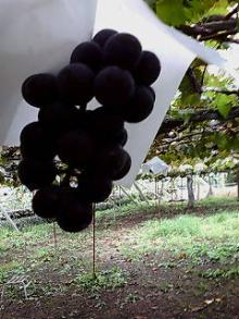 20060915112845.jpg
