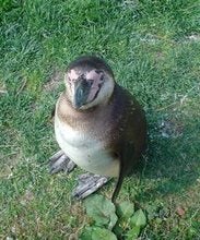 pengin