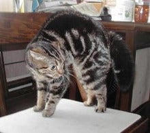 bikkuri