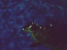 夜のアザラシ