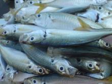 aji