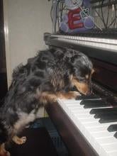 halpiano