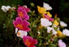 ﾎﾟｰﾁｭﾗｶ