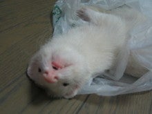 袋の中③