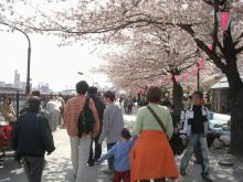 sakura