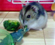 NEC_0019.jpg