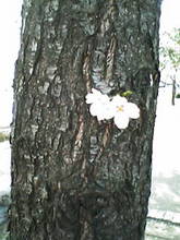 050408_1620~01.JPG