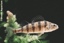 yellow perch