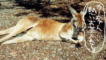 カンガルー父ちゃん