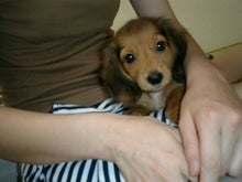 tibi