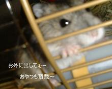 外にだしてー