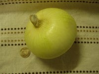 たまねぎ・２