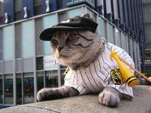 ねこ