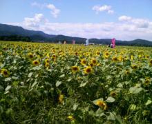 200609241205000.jpg