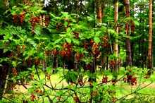 サラサドウダン