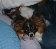 膝犬