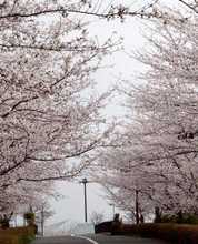 桜並木2004y