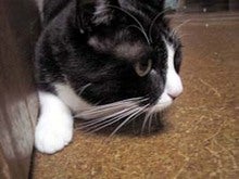 nyanko8