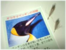 王様ペンギンの羽根