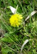 モンシロチョウ