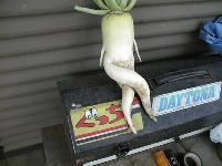 だ いこん