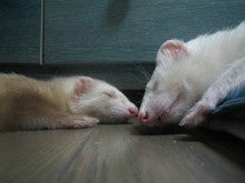 オヤスミ①
