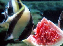 お魚さんとスイカ