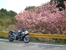 八重桜