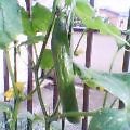 20050629_1531_000.jpg